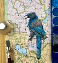 Image 2 of California Scrub Jay
