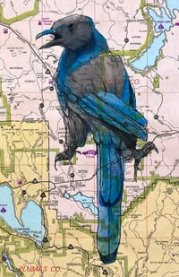 Image 4 of California Scrub Jay