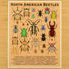 North American Beetles Print