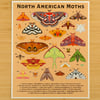 North American Moths Print 