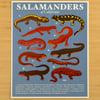 Salamanders of California Print