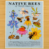 Native Bees of North America Print