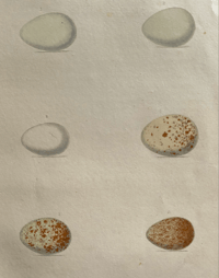 Image 2 of Antique hand coloured birds' eggs plate (14)