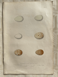 Image 1 of Antique hand coloured birds' eggs plate (14)