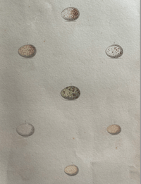 Image 2 of Antique hand coloured birds' eggs plate (8)