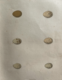 Image 2 of Antique hand coloured birds' eggs plate (7)