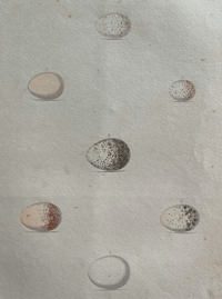 Image 2 of Antique hand coloured birds' eggs plate (16)