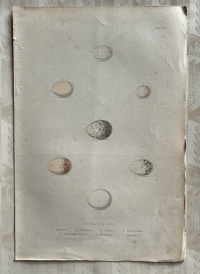 Image 1 of Antique hand coloured birds' eggs plate (16)