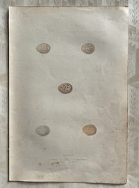 Image 1 of Antique hand coloured birds' eggs plate (2)