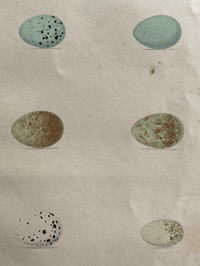 Image 2 of Antique hand coloured birds' eggs plate (15)