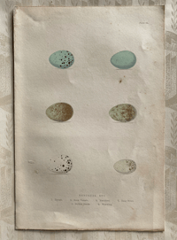 Image 1 of Antique hand coloured birds' eggs plate (15)