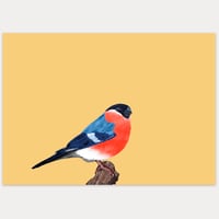 Alright Bird - Bullfinch