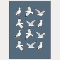 Alright Bird - Herring Gulls