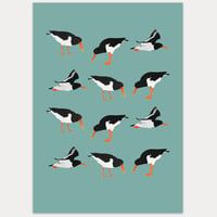 Alright Bird - Oystercatchers