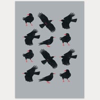 Alright Bird - Choughs