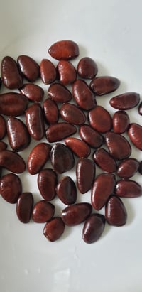 Image 1 of Wild Paw Paw Seeds (Stratified)