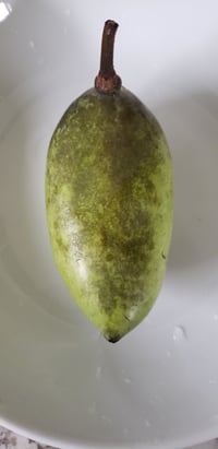 Image 2 of Wild Paw Paw Seeds (Stratified)