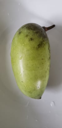 Image 3 of Wild Paw Paw Seeds (Stratified)