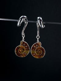 Image 1 of Ammonite Shell Ear Hooks - Ear Hangers/Weights - Stainless Steel for Stretched Ears
