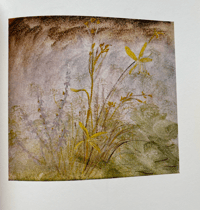 Image 5 of Flower Tales by Winifred Nicholson