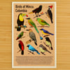 Birds of Minca, Colombia Postcard Print