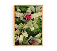Image 1 of Rośliny Bromelii - Bromeliad Plants