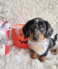 Image 1 of Spooky Halloween Bandana