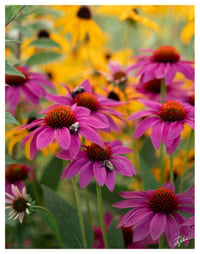 PRINT: BUMBLE BEES NAPPING ON FLOWERS