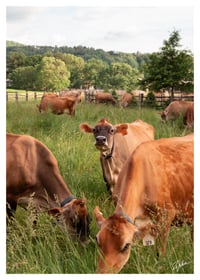 PRINT: COWS AT BILLINGS FARM