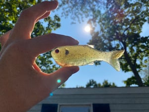 Image of Bob’s Bluegill 2PK (Redbreast Sunfish)