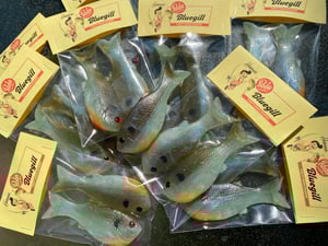 Image of Bob’s Bluegill 2PK (Redbreast Sunfish)