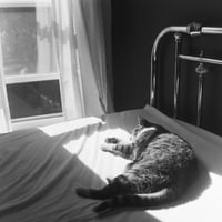 Cat Stevens - 2023