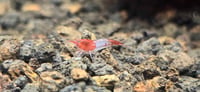 Image 2 of Red Rili Neocaridina Shrimp
