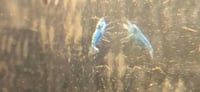 Image 4 of Blue Jelly Neocaridina Shrimp