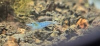 Image 5 of Blue Jelly Neocaridina Shrimp