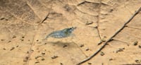 Image 3 of Blue Jelly Neocaridina Shrimp