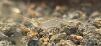 Image 3 of Red Nose Pinocchio Shrimp