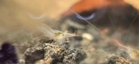Image 2 of Red Nose Pinocchio Shrimp