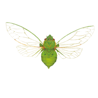 Cyclochila australasiae  Green grocer cicada