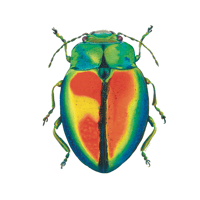 Chrysolina cerealis  Rainbow Beetle 