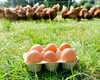 Trinity Farm Eggs x 6