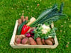 Medium Organic Vegetable Box 1-2 People