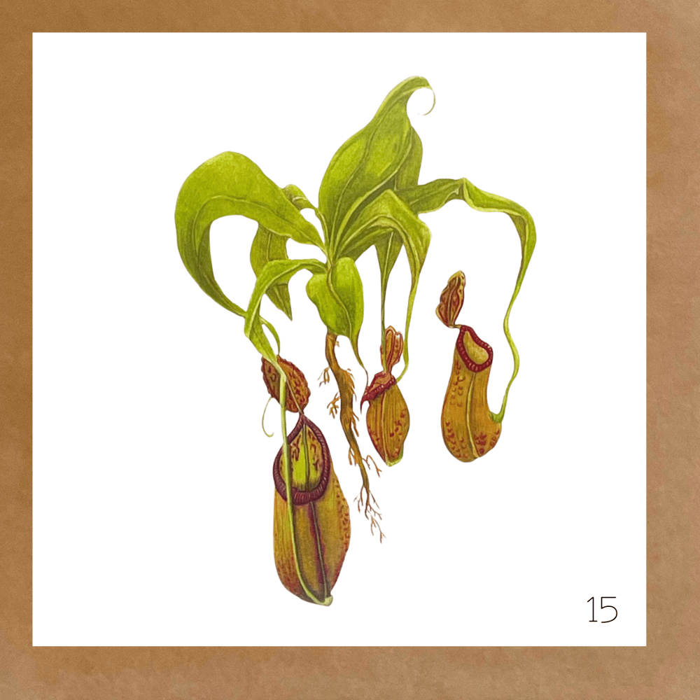 Image of Botanical Cards