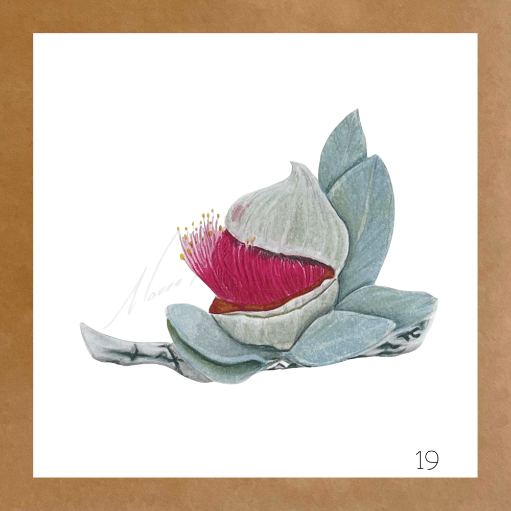 Image of Botanical Cards