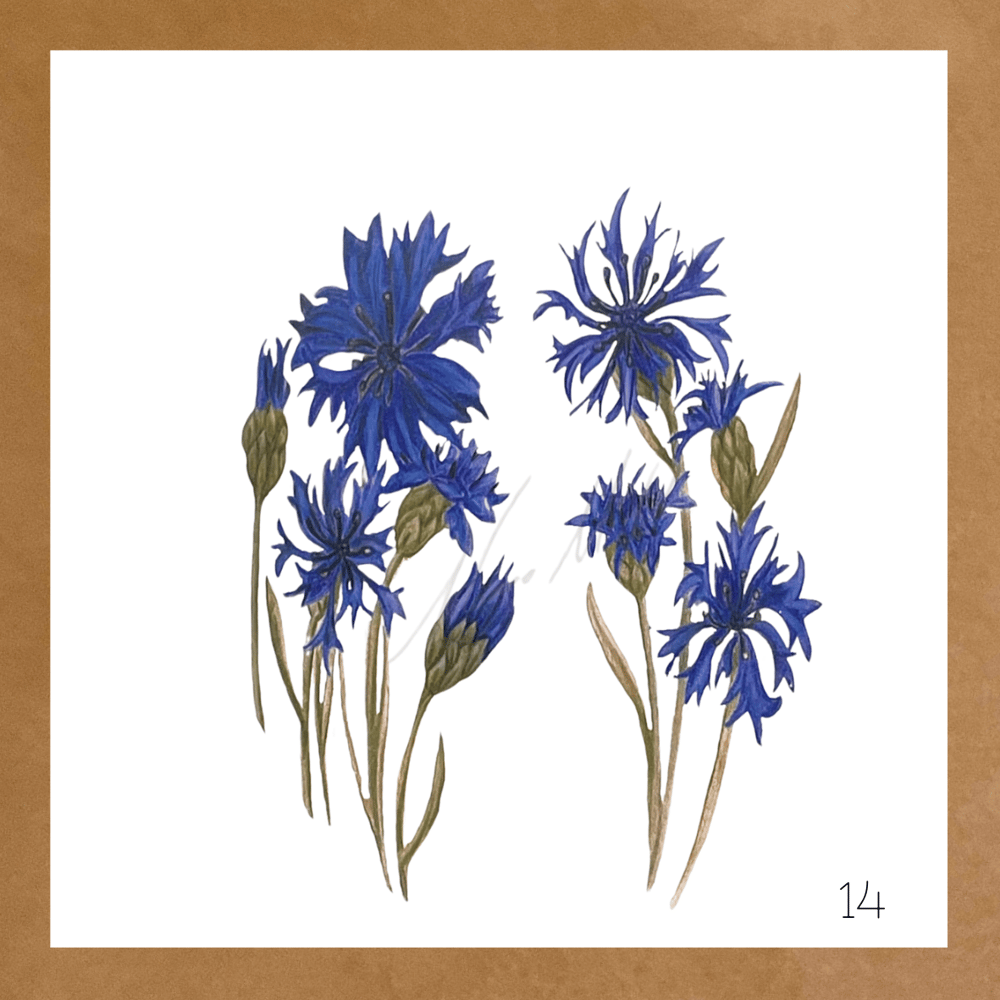 Image of Botanical Cards