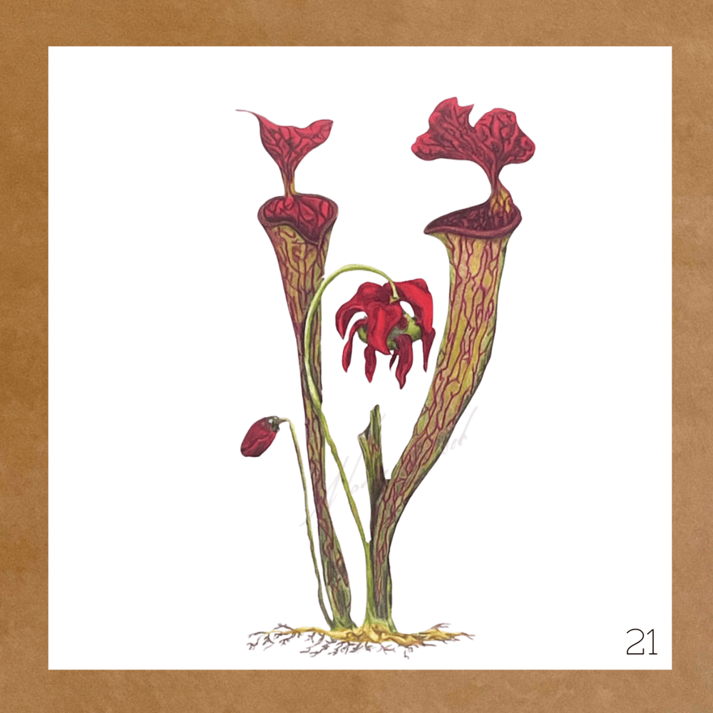 Image of Botanical Cards