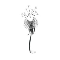 Single Dandelion 