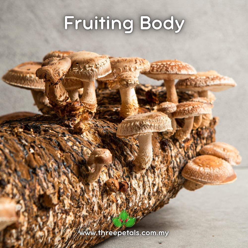 Shiitake 7 (Lentinula Edodes) Live Mycelium Mushroom Culture Spawn Seed
