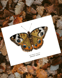 Image 3 of Common Buckeye Butterfly Junonia coenia PRINT 