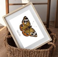 Image 4 of Common Buckeye Butterfly Junonia coenia PRINT 